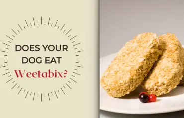 Can Dogs Eat Weetabix? Reasons Why or Why Not to Feed